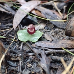 Corybas undulatus at Yerriyong, NSW - 14 May 2022