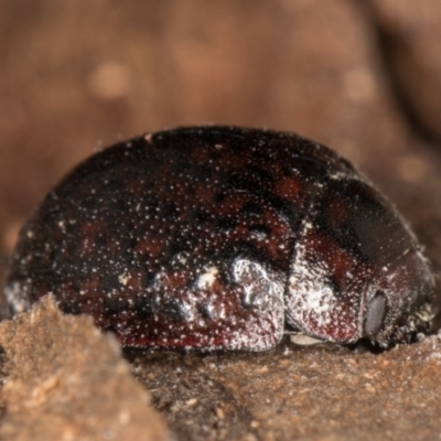 Trachymela sloanei (Australian tortoise beetle, Small eucalyptus tortoise beetle) at Melba, ACT - 18 May 2022 by kasiaaus