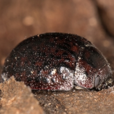 Trachymela sloanei (Australian tortoise beetle, Small eucalyptus tortoise beetle) at Melba, ACT - 18 May 2022 by kasiaaus