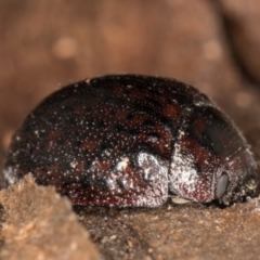 Trachymela sloanei (Australian tortoise beetle, Small eucalyptus tortoise beetle) at Melba, ACT - 18 May 2022 by kasiaaus