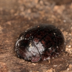 Trachymela sloanei at Melba, ACT - 18 May 2022 02:51 PM