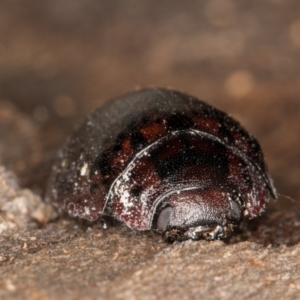 Trachymela sloanei at Melba, ACT - 18 May 2022