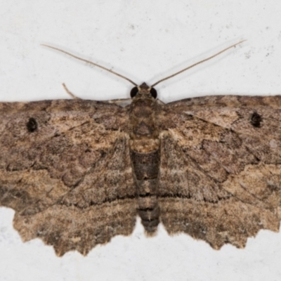 Eccymatoge fulvida (A geometer moth) at Melba, ACT - 20 May 2022 by kasiaaus