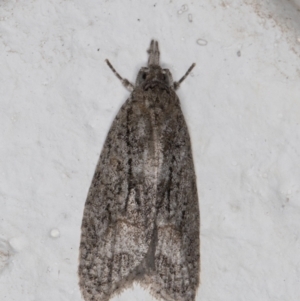 Tracholena homopolia at Melba, ACT - 20 May 2022 10:56 PM