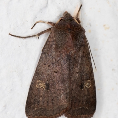 Diarsia intermixta (Chevron Cutworm, Orange Peel Moth.) at Melba, ACT - 21 May 2022 by kasiaaus