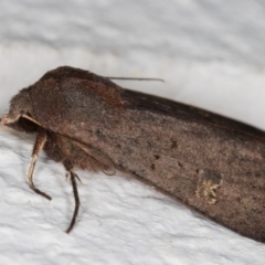 Diarsia intermixta at Melba, ACT - 21 May 2022 11:26 PM