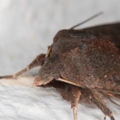 Diarsia intermixta at Melba, ACT - 21 May 2022 11:26 PM