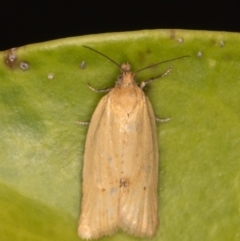 Epiphyas caryotis (A Tortricid moth) at Melba, ACT - 21 May 2022 by kasiaaus