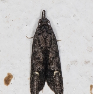 Bondia nigella at Melba, ACT - 22 May 2022 09:54 PM