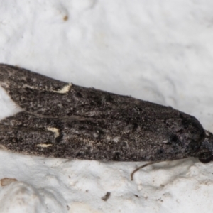 Bondia nigella at Melba, ACT - 22 May 2022 09:54 PM