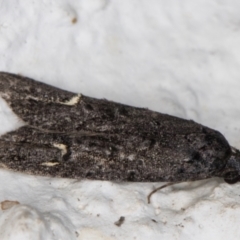 Bondia nigella at Melba, ACT - 22 May 2022