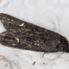 Bondia nigella at Melba, ACT - 22 May 2022