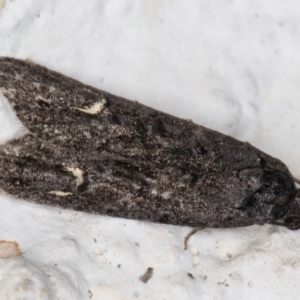 Bondia nigella at Melba, ACT - 22 May 2022 09:54 PM