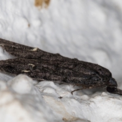 Bondia nigella at Melba, ACT - 22 May 2022