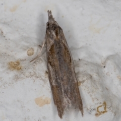 Unidentified Other moth (TBC) at suppressed - 23 May 2022 by kasiaaus