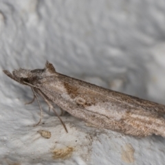 Tortricinae (subfamily) at Melba, ACT - 23 May 2022