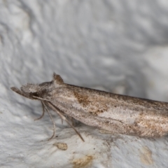 Tortricinae (subfamily) at Melba, ACT - 23 May 2022