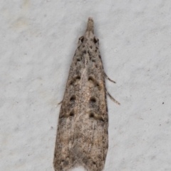 Carposina undescribed species (A Fruitworm moth (Family Carposinidae)) at Melba, ACT - 23 May 2022 by kasiaaus