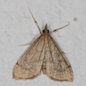 Metasia pharisalis at Melba, ACT - 23 May 2022