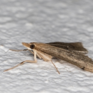 Metasia pharisalis at Melba, ACT - 23 May 2022 11:44 PM