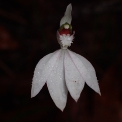 Caladenia picta (Painted Fingers) at Wandandian, NSW - 14 May 2022 by AnneG1