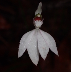 Caladenia picta at Wandandian, NSW - 14 May 2022