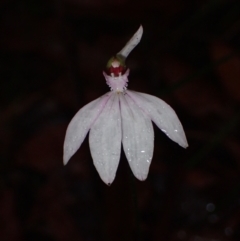 Caladenia picta at Wandandian, NSW - 14 May 2022