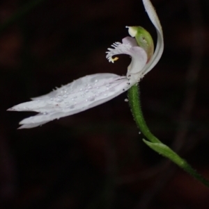 Caladenia picta at Wandandian, NSW - 14 May 2022