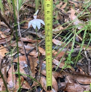 Caladenia picta at Wandandian, NSW - 14 May 2022