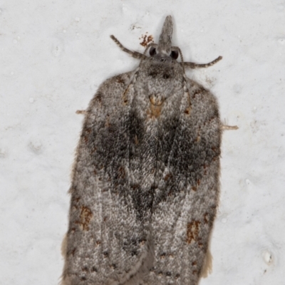 Tortricinae provisional species 1 at Melba, ACT - 23 May 2022 by kasiaaus