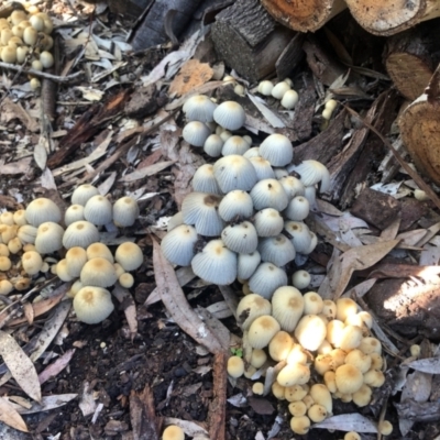 Coprinellus etc. (An Inkcap) at Aranda, ACT - 24 May 2022 by KMcCue