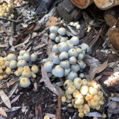 Coprinellus etc. (An Inkcap) at Aranda, ACT - 24 May 2022 by KMcCue