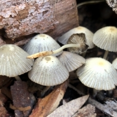 Coprinellus etc. at Aranda, ACT - 24 May 2022