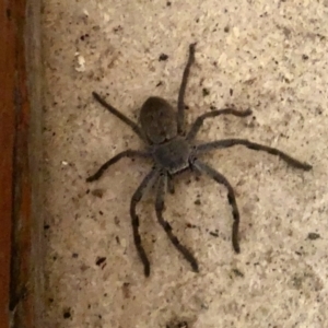 Isopeda sp. (genus) at Aranda, ACT - 25 May 2022