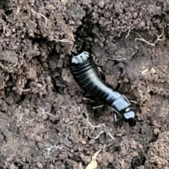 Anisolabididae (family) (Unidentified wingless earwig) at Macgregor, ACT - 26 May 2022 by trevorpreston