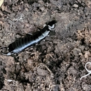 Anisolabididae (family) at Macgregor, ACT - 26 May 2022