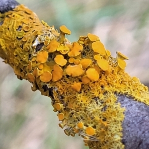 Teloschistes sp. at Latham, ACT - 26 May 2022