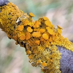 Teloschistes sp. (A lichen) at Umbagong District Park - 26 May 2022 by trevorpreston