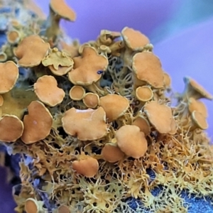 Teloschistes sp. at Latham, ACT - 26 May 2022