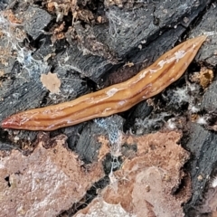 Anzoplana trilineata (A Flatworm) at Latham, ACT - 26 May 2022 by trevorpreston