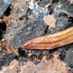 Anzoplana trilineata at Latham, ACT - 26 May 2022