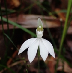 Caladenia picta (Painted Fingers) at Jervis Bay National Park - 15 May 2022 by AnneG1