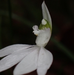 Caladenia picta at Huskisson, NSW - suppressed