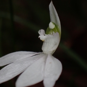 Caladenia picta at Huskisson, NSW - 15 May 2022