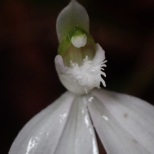 Caladenia picta at Huskisson, NSW - 15 May 2022