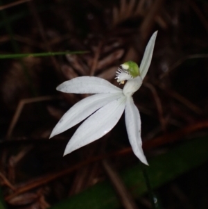 Caladenia picta at Huskisson, NSW - suppressed