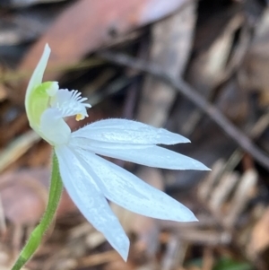 Caladenia picta at Huskisson, NSW - suppressed