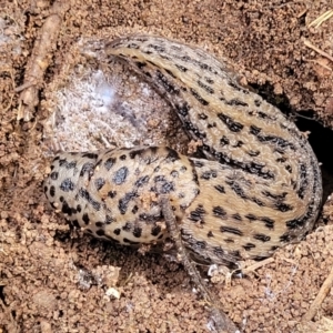 Limax maximus at Latham, ACT - 26 May 2022