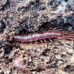 Lithobiomorpha (order) (Unidentified stone centipede) at Umbagong District Park - 26 May 2022 by trevorpreston