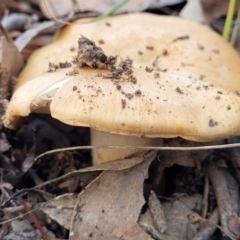 Unidentified Cap on a stem; gills below cap [mushrooms or mushroom-like] (TBC) at Latham, ACT - 26 May 2022 by trevorpreston